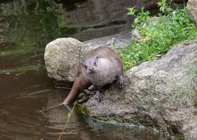 Fischotter