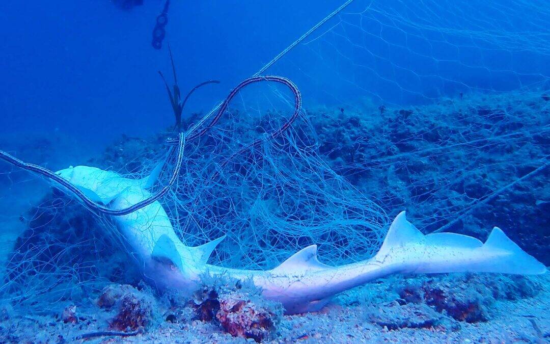 Geisternetze – die tödlichste Form von Plastikmüll im Meer