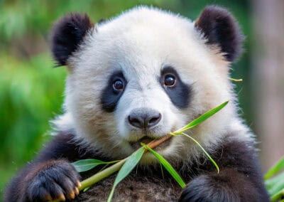 Großer Panda frisst