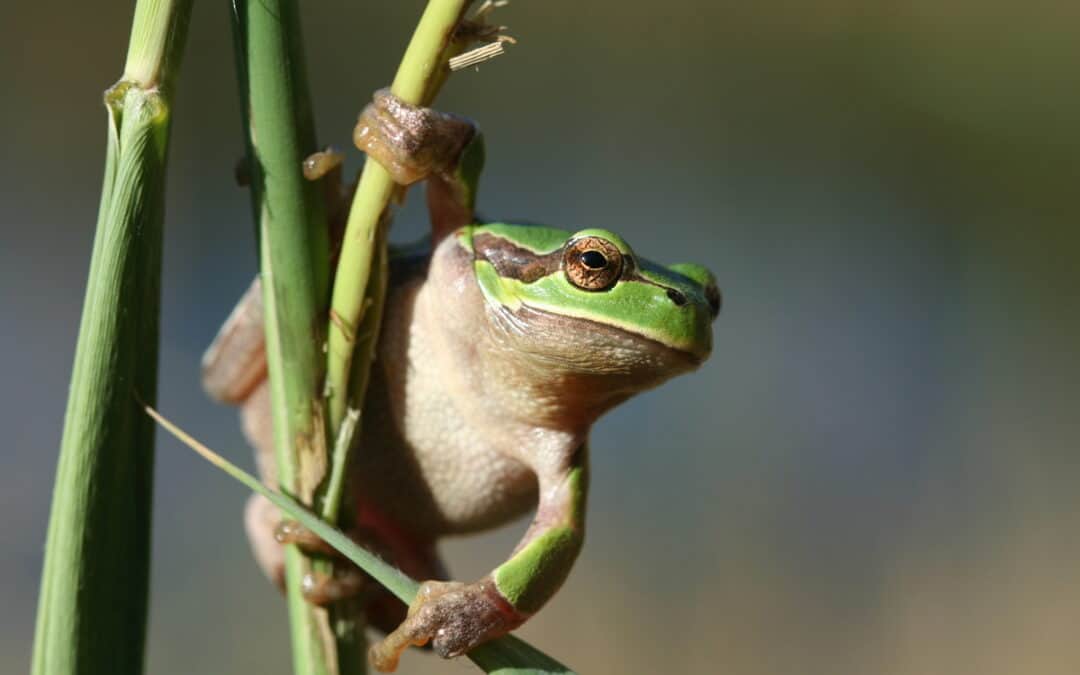 WWF-Erfolg: Neue Teiche für mehr Artenvielfalt