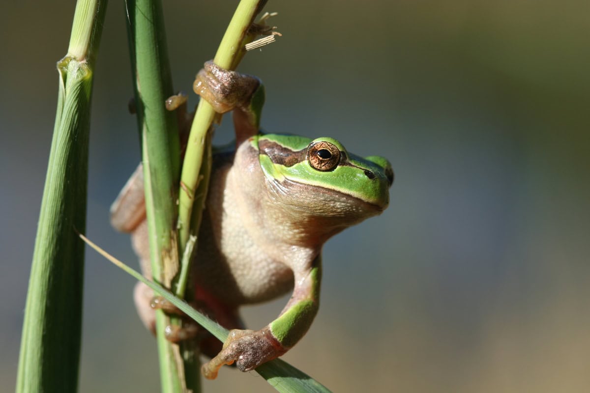 Auf dem Bild ist ein Laubfrosch zu sehen, der auf einem Ast sitzt und sich daran festhält. Der Frosch blickt zur Seite.