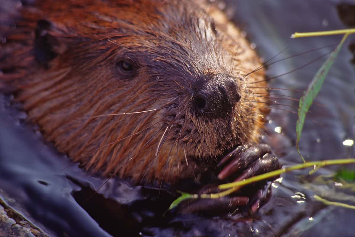 Biber (c) D. Miletich / 4nature Biber