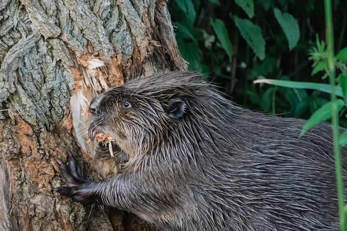 Biber knabbert an Baumstamm (c) AdobeStock_497937411 Biber knabbert an Baumstamm