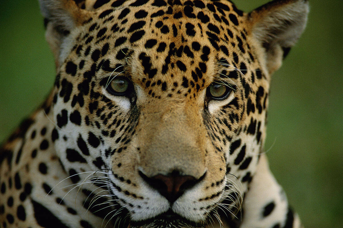 Jaguar (c) Staffan Widstrand / WWF Jaguar