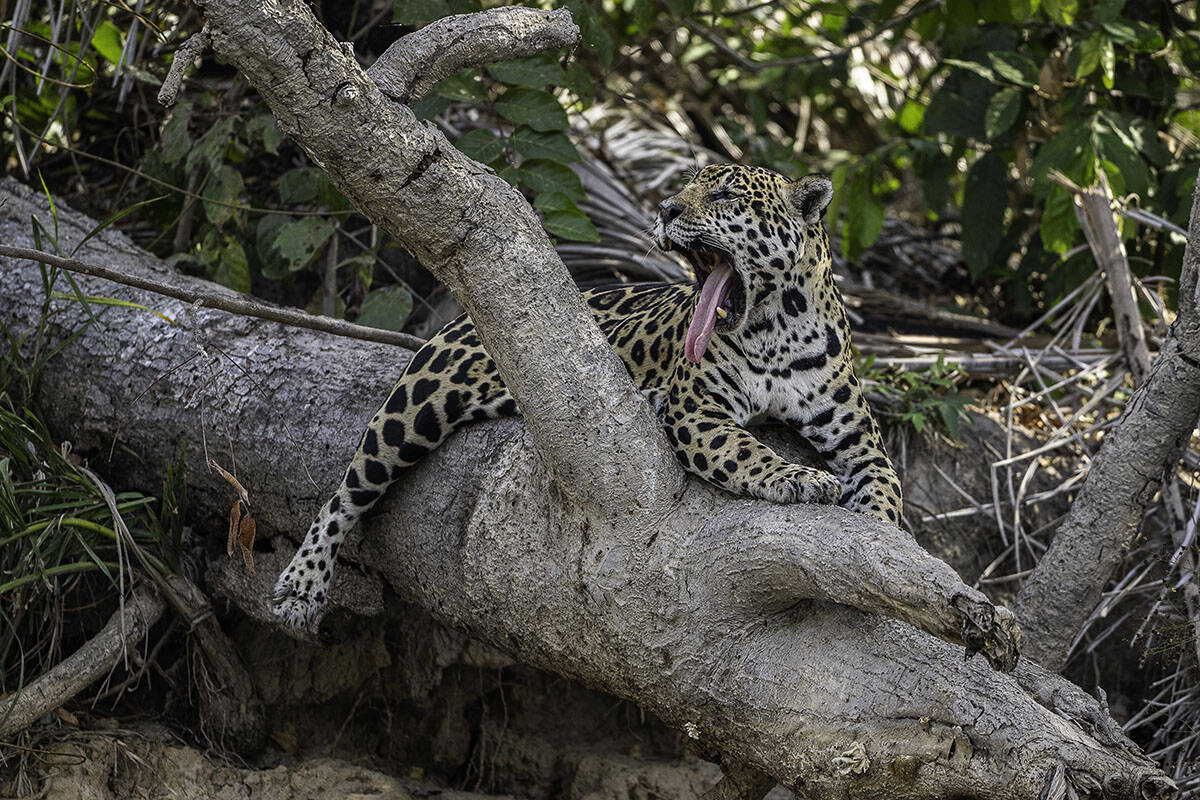Jaguar gähnt (c) WWF Sweden / Ola Jennersten Jaguar gähnt