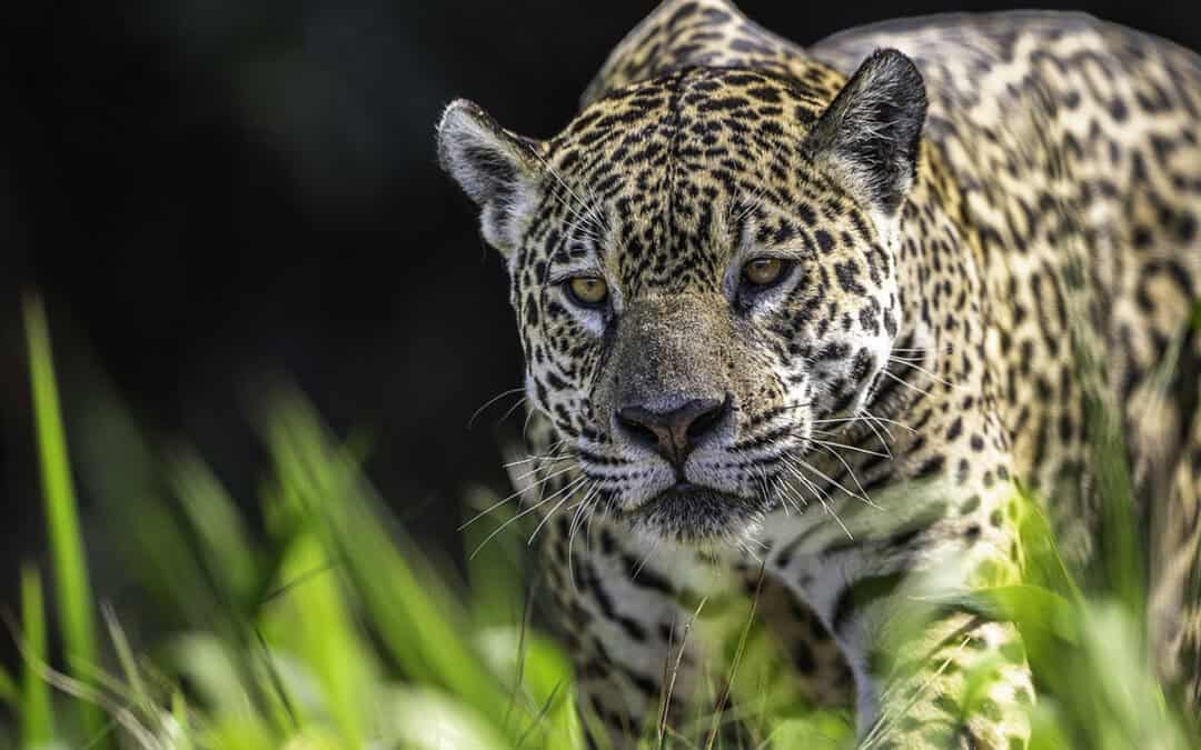 JAGUAR