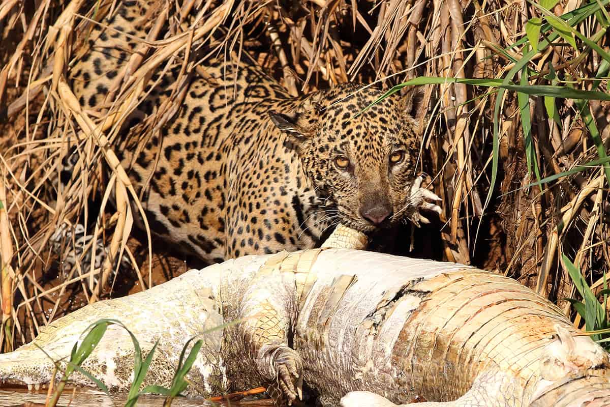 Jaguar mit Krokodil (c) Aline Santana da Hora / WWF-Brazil Jaguar mit Krokodil