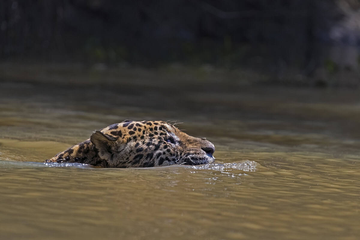 Jaguar schwimmt (c) Don Getty Jaguar schwimmt