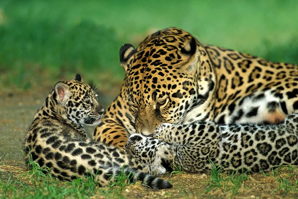Jaguarfamilie (c) AdobeStock_319828011 Jaguarfamilie