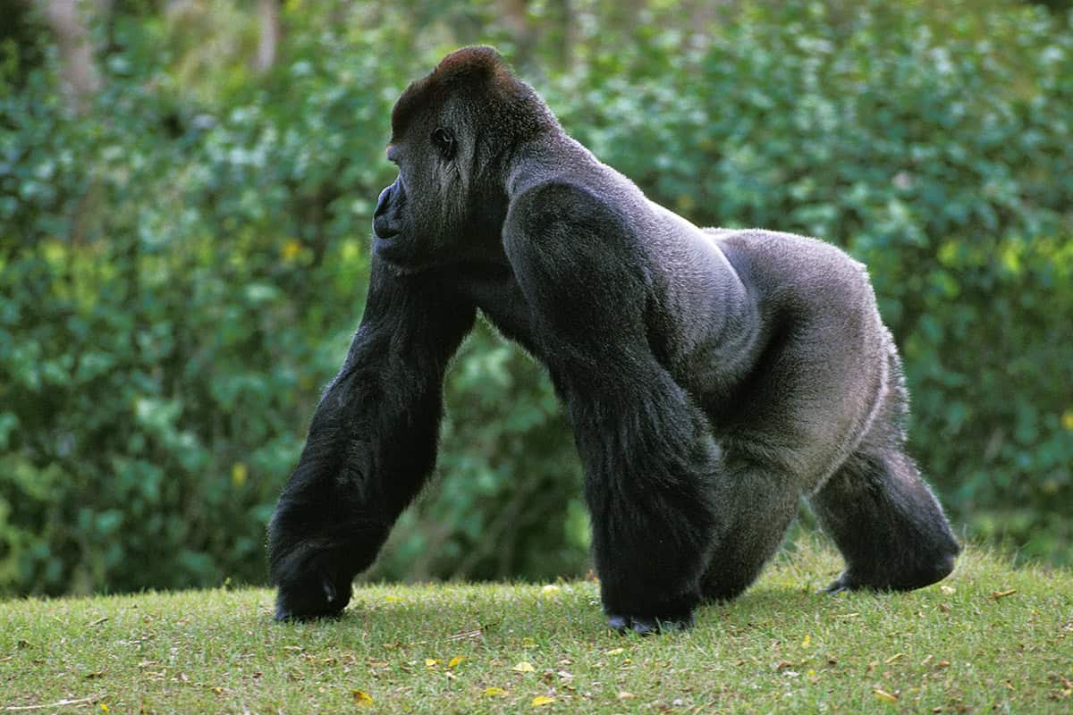 Östlicher Flachlandgorilla