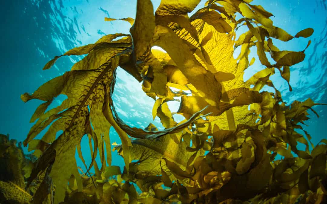 WWF-Studie: Materiality matters bei der Corporate Sustainability Reporting Directive (CSRD)