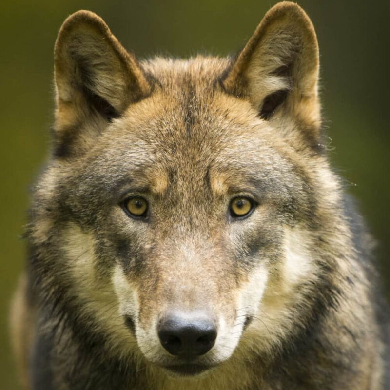 Frontalaufnahme eines Wolfs mit aufmerksamem Blick, vor unscharfem grünem Hintergrund