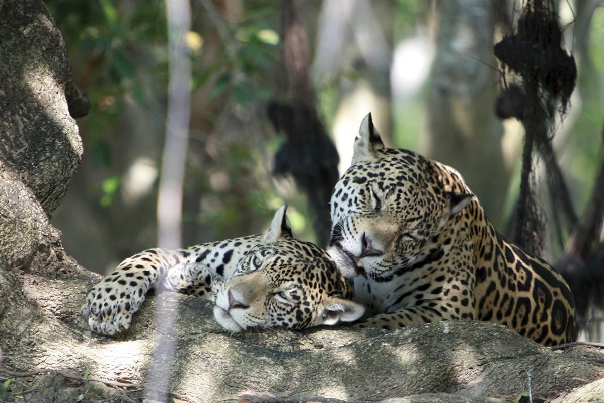 Zwei Jaguare (c) Kelvin Brown Zwei Jaguare