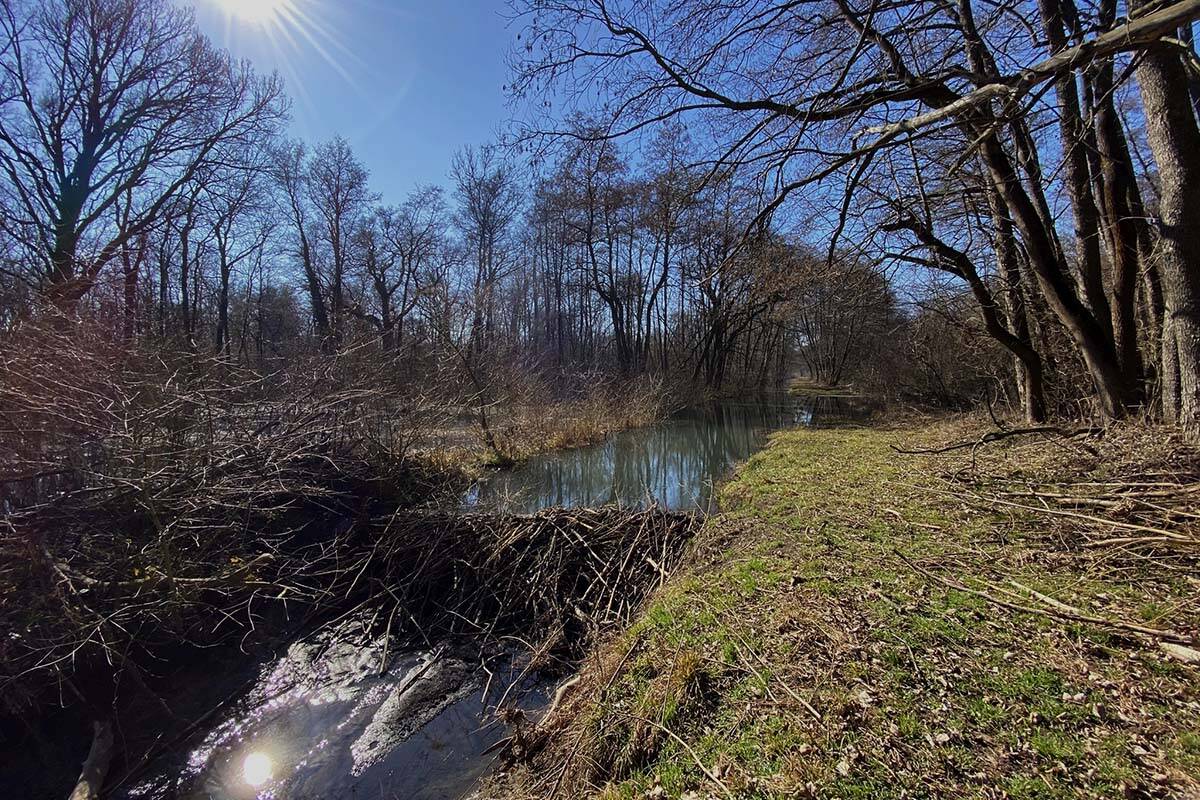 March Thaya 1200x800 (c) Michael Stelzhammer