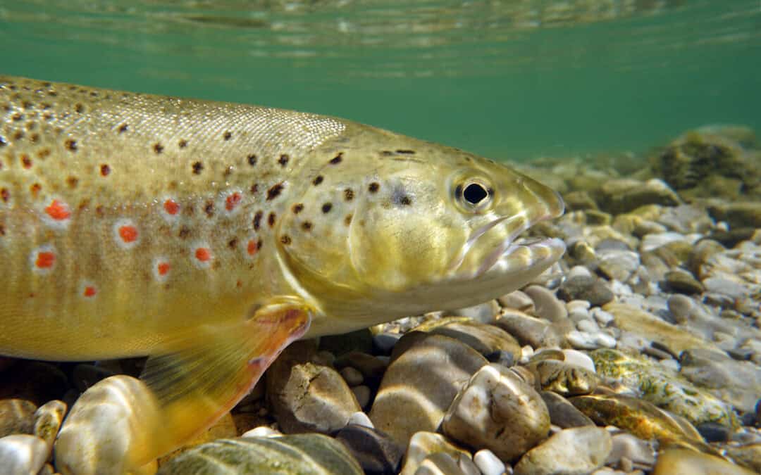 WWF-Erfolg: Neuer Laichplatz für Fische an Tiroler Fluss