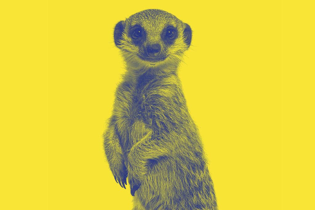 Erdmännchen auf gelbem Hintergrund