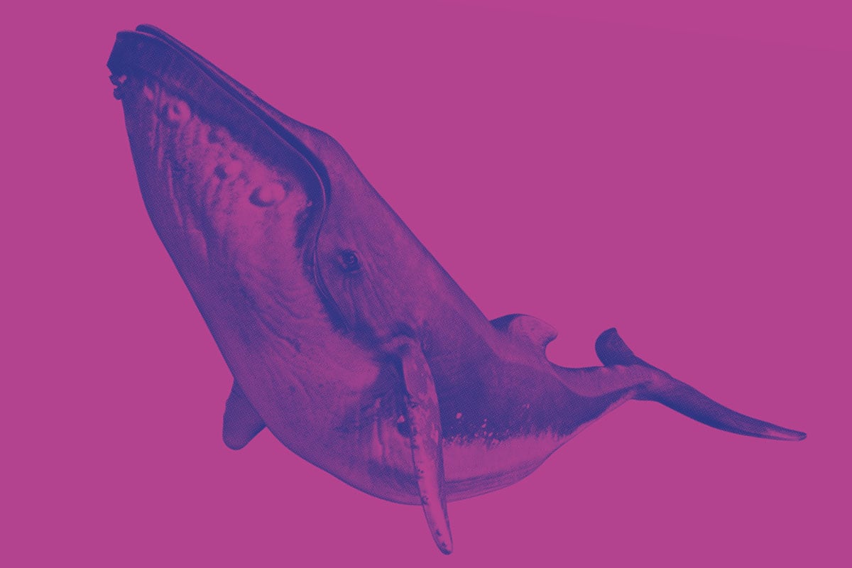 Wal auf purpurenem Hintergrund