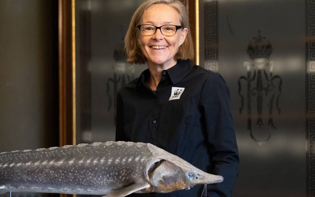 Sensationsfund in der Drau: Ausgestorben geglaubter Stör wieder entdeckt