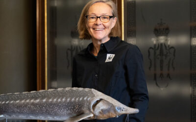 Sensationsfund in der Drau: Ausgestorben geglaubter Stör wieder entdeckt