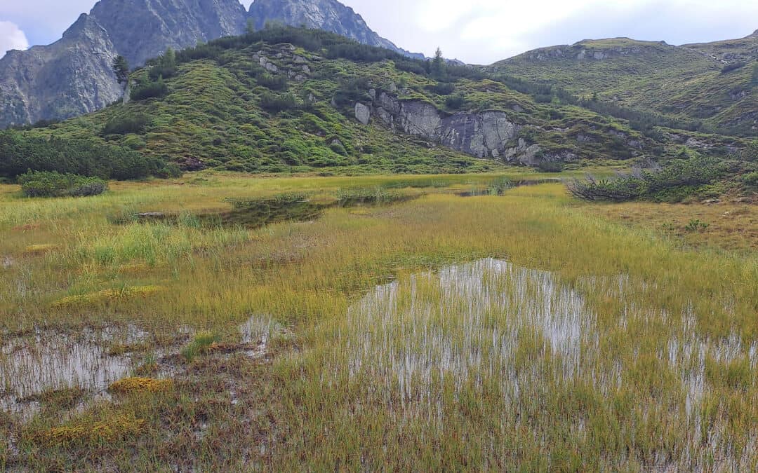 WWF-Studie: 190 Hektar neue Moorflächen in Österreichs Alpenraum bestätigt