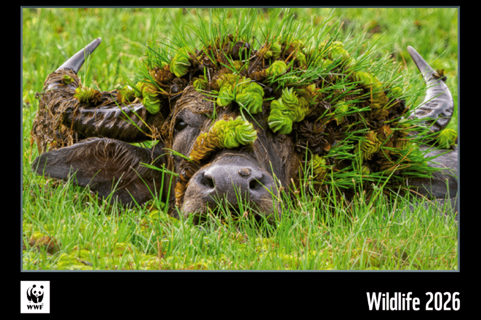 WWF Jahreskalender_2026 Titelbild