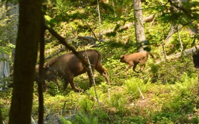 WWF-Erfolg: Neugeborene Wisente in den rumänischen Karpaten