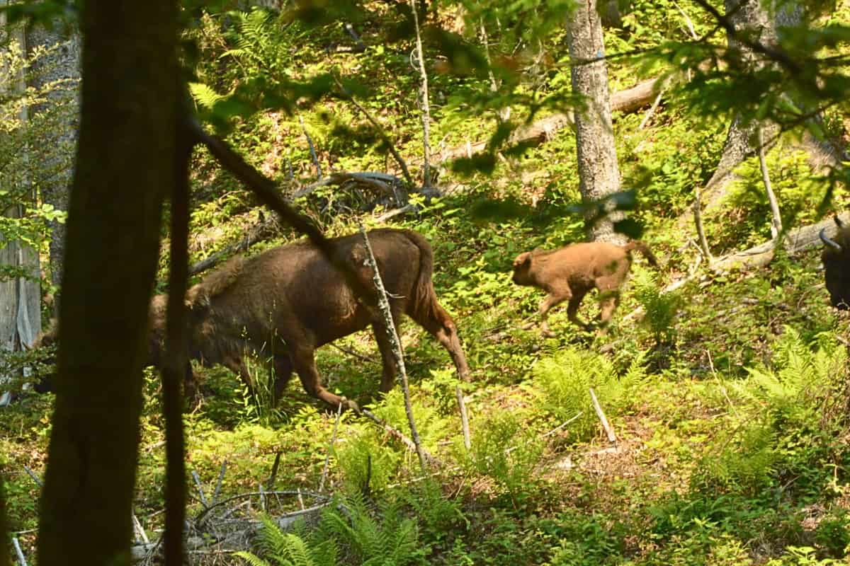 Auf dem Bild sieht man ein kleines Wisent, das hinter seiner Mutter läuft. Sie befinden sich im Wald und die Aufnahme ist verschwommen.