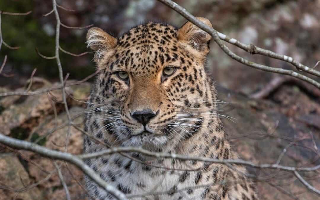 Good News: Leopard auf drei Pfoten durchstreift den Kaukasus