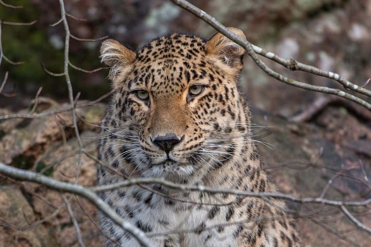Auf dem Bild ist der Kopf eines Persischen Leopards zu sehen, der hinter Ästen eines Gebüsches hervorschaut.