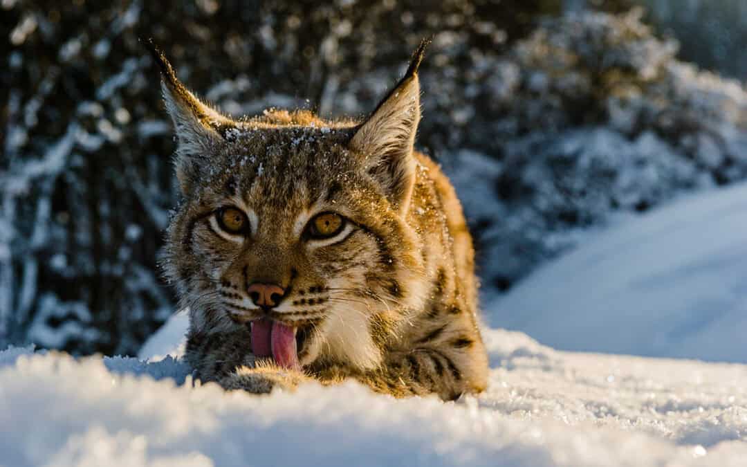 LUCHS