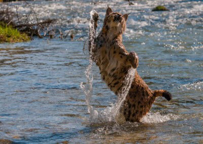 Eurasischer Luchs im Wasser