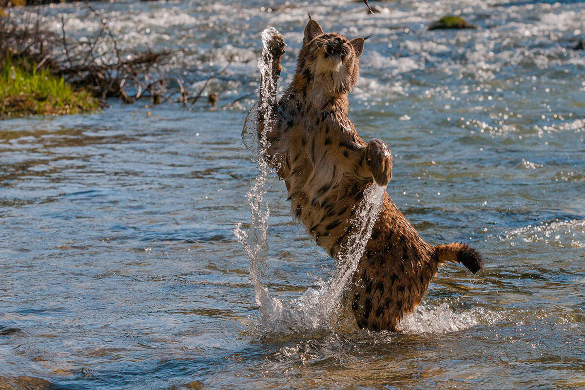Eurasischer Luchs im Wasser (c) Tomas Hulik Eurasischer Luchs im Wasser