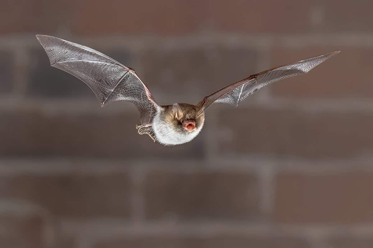 Fransenfledermaus