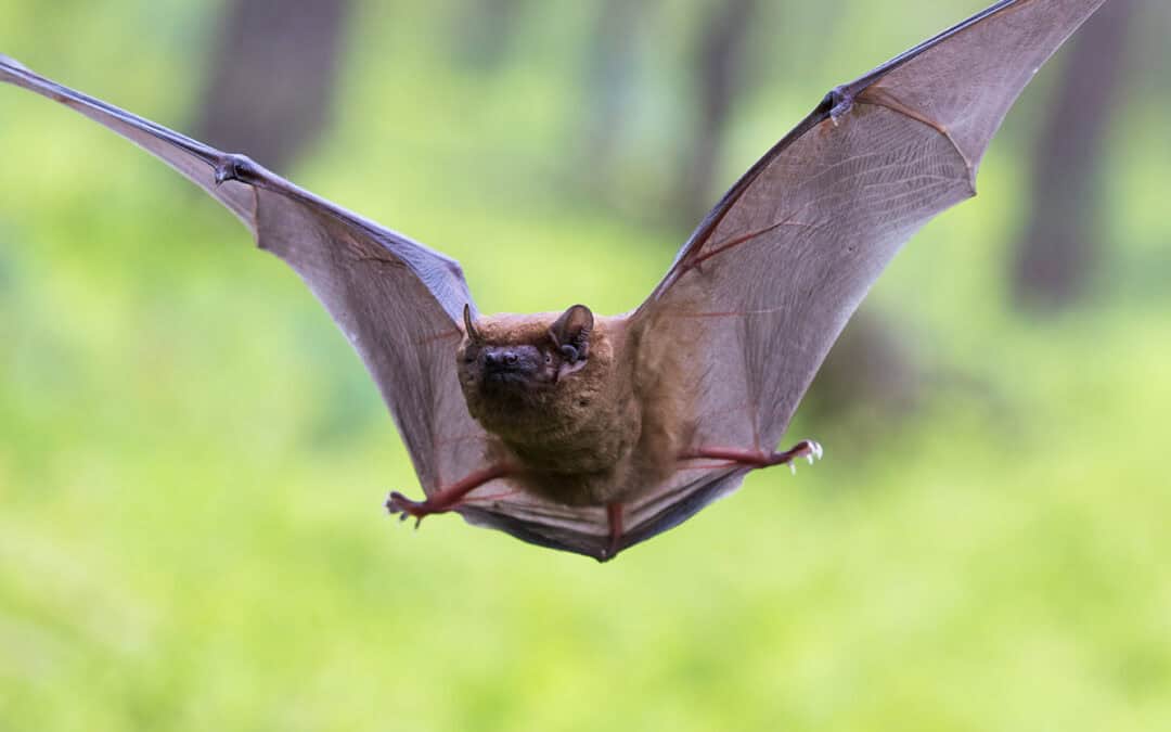 Geheimnisvolle Fledermäuse