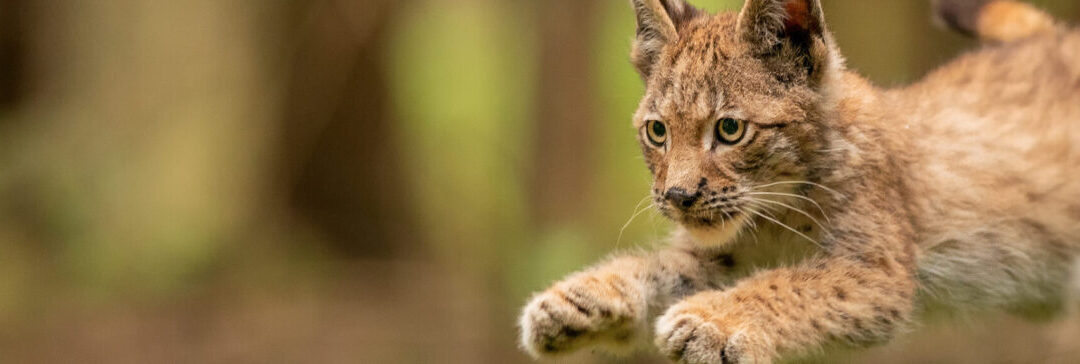 Luchsjunges im Sprung