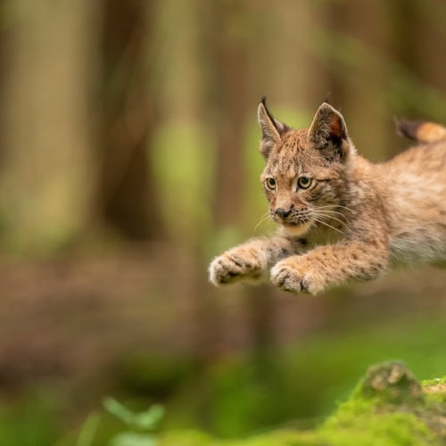 Luchsjunges im Sprung