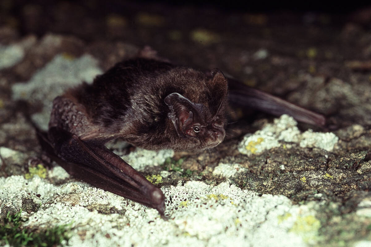 Mopsfledermaus