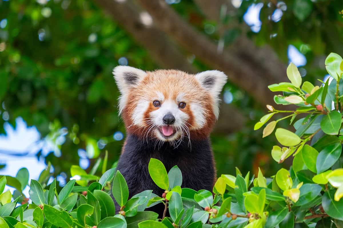 ROTER PANDA - WWF Österreich