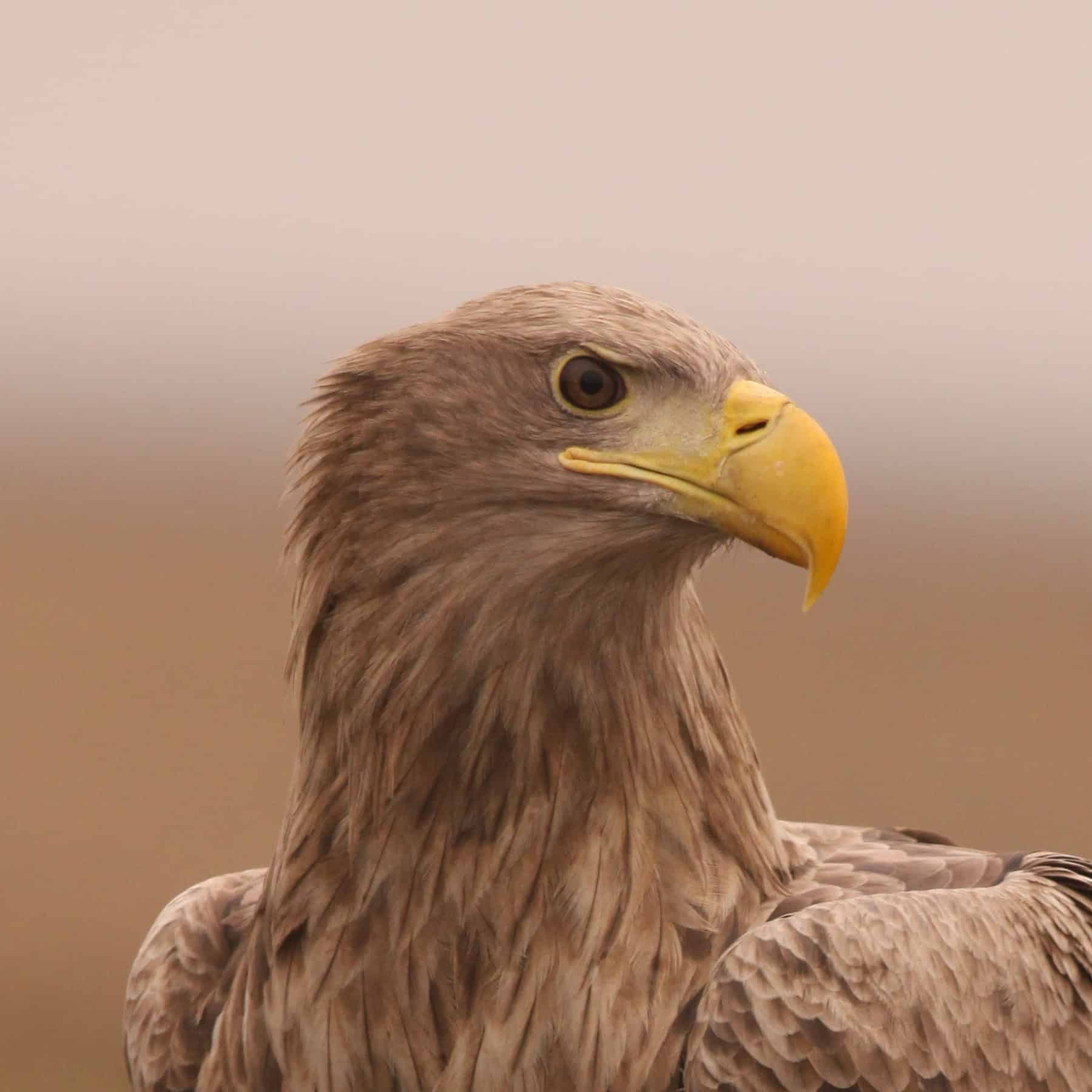 Ein Seeadler steht auf einer Wiese und blickt aufmerksam zur Seite. Er hält mit seinen kräftigen Krallen eine Beute fest. Das Gefieder ist braun, der Schnabel kräftig gelb, der Hintergrund unscharf und erdig.
