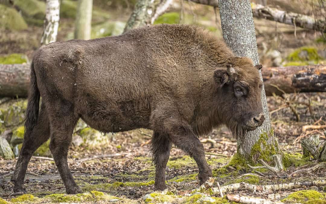 Quiz: Der Wisent