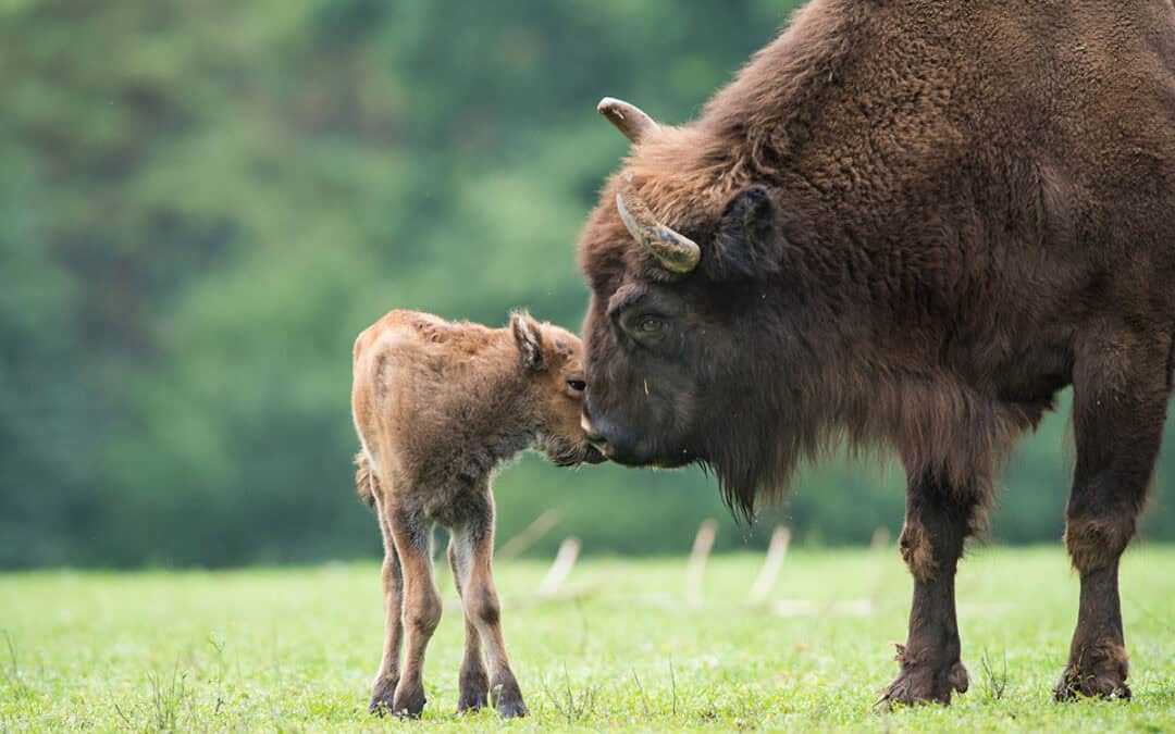 WISENT
