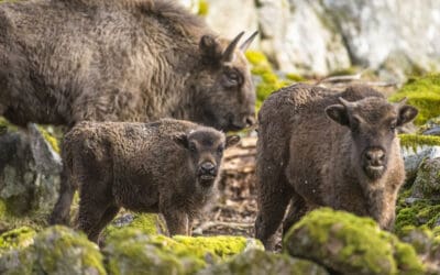 Weltnaturkonferenz: WWF fordert Kurskorrektur bei Milliarden-Subventionen