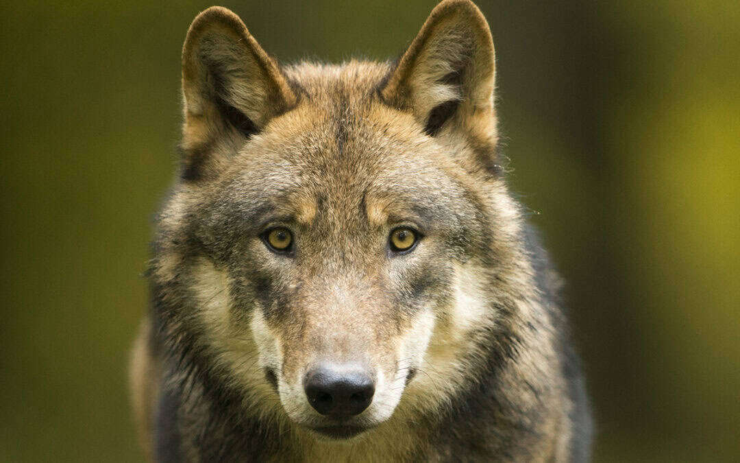 WWF: Salzburger Wolf-Verordnung verstößt gegen EU-Recht