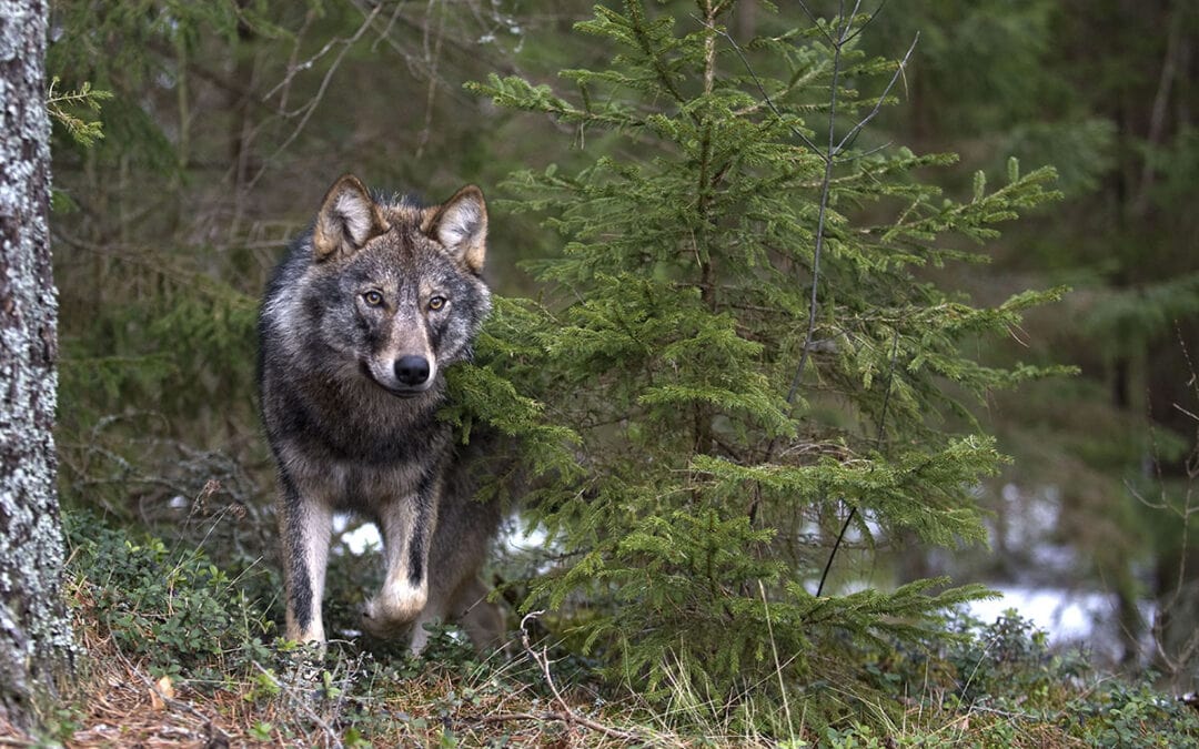 Gefangen, vergiftet, geschossen: Wildtierkriminalität in Österreich