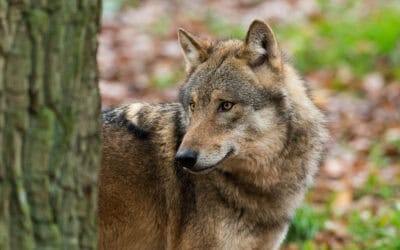 WWF: Geplante Wolfs-Verordnung in der Steiermark ist rechtswidrig