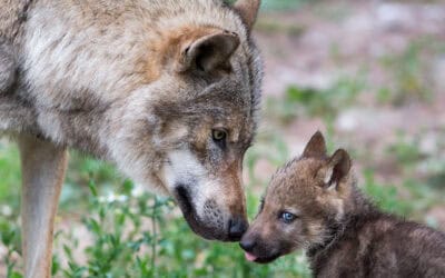 WWF: Geplante Jagd-Verordnung in Niederösterreich ist rechtswidrig