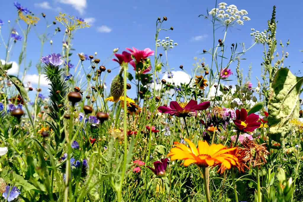 Bunte Blumenwiese