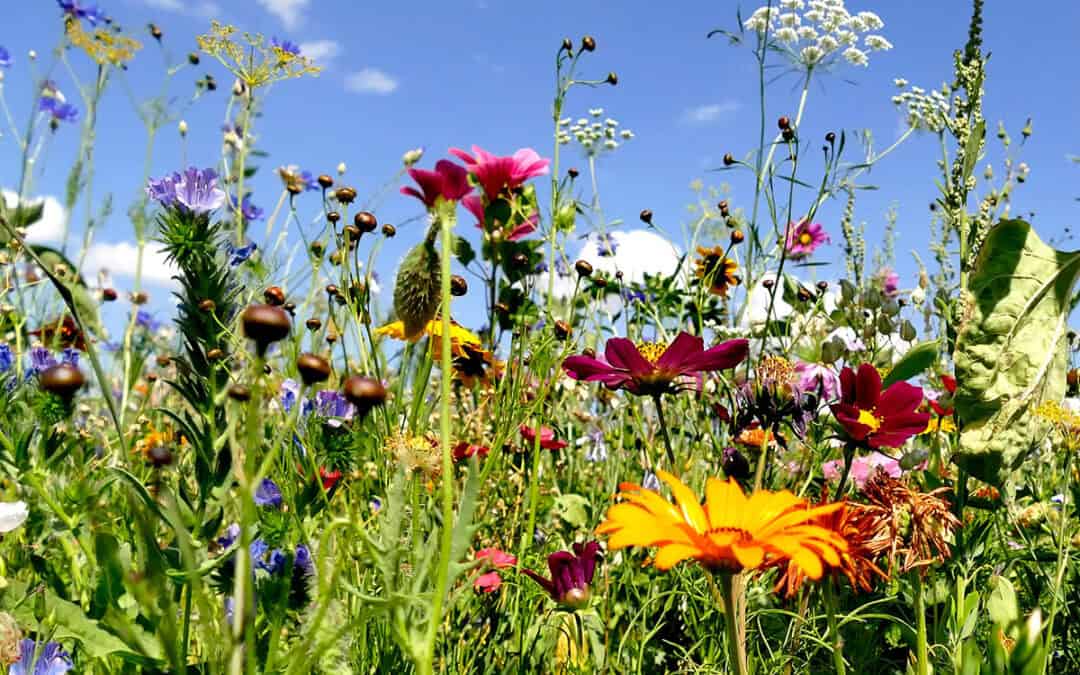 Wiener Stadtwerke & WWF: Sparring Biodiversitätsstrategie