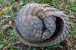 Eingerolltes Pangolin