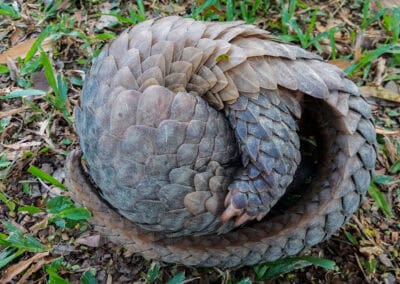 Eingerolltes Pangolin